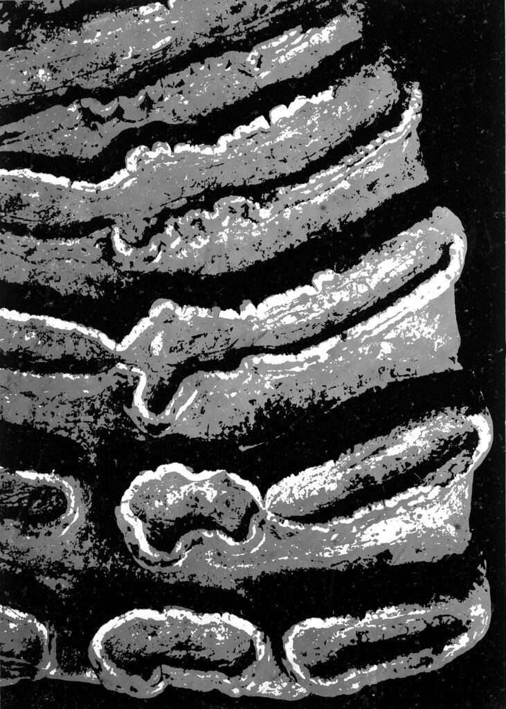 Fotografia i Rodzina – Lechosław Ślusarczyk