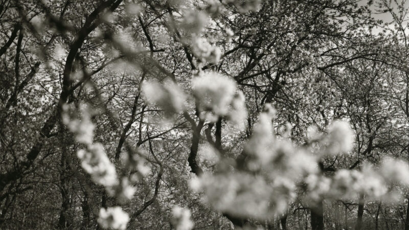 Kontakty. Czas Natury. Czas drzewa – wystawa fotografii w Galerii Atelier