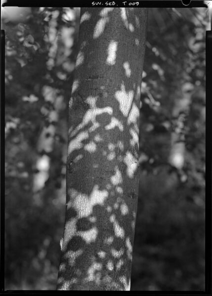 Fot. Marek Gardulski